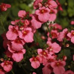 01diascia02
