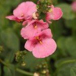 01diascia03 'Miracle Rose'