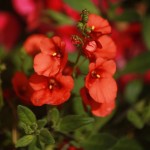 01diascia04