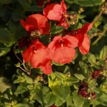 01diascia05