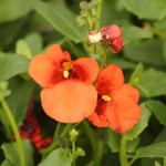 01diascia06 'Miracle Orange'