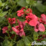 01diascia08 'Miracle Carmine'