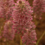 01ptilotus01