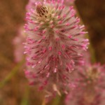 01ptilotus02