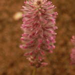 01ptilotus03