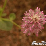 01ptilotus04 ‘Joey’