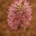 01ptilotus05 ‘Joey’