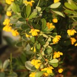 02berberis01 'Nana'