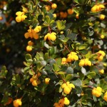 02berberis02 'Nana'