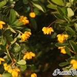 02berberis04