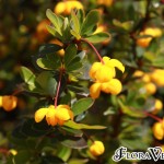 02berberis05