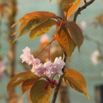 04prunus01 'Kanzan'