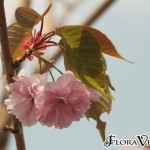 04prunus03 'Kanzan'