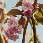 04prunus04 'Kanzan'