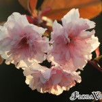 04prunus06 'Kanzan'