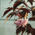 04prunus07 'Royal Burgundy'