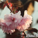 04prunus08 'Royal Burgundy'