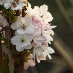 04prunus10 'Amanogawa'