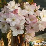 04prunus11 'Amanogawa'
