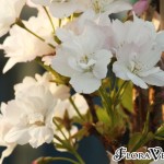 04prunus12 'Amanogawa'