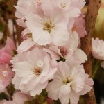 04prunus13 'Amanogawa'