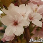 04prunus14 'Amanogawa'