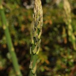 01asparagus01
