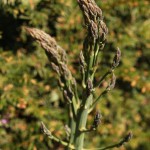 01asparagus02