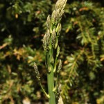 01asparagus03