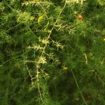 01asparagus04