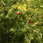 01asparagus05