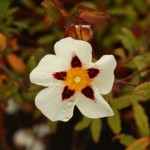 02cistus01 ‘Alan Fradd’
