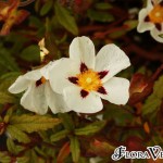 02cistus02 ‘Alan Fradd’