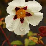 02cistus03 ‘Alan Fradd’